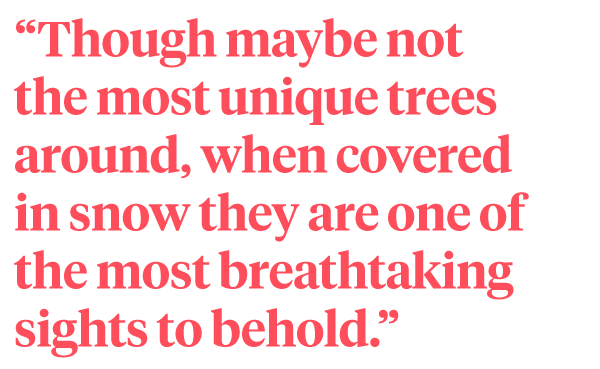 Unique trees quote on Thursd