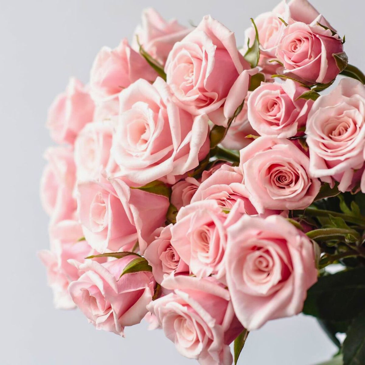 Soft pink roses by Equatoroses