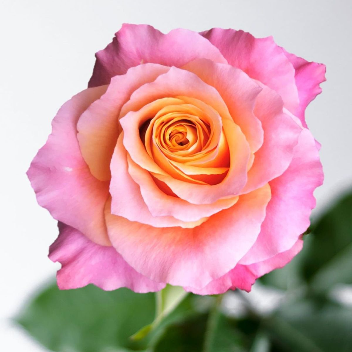 The spectacular rose Free Spirit in full bloom