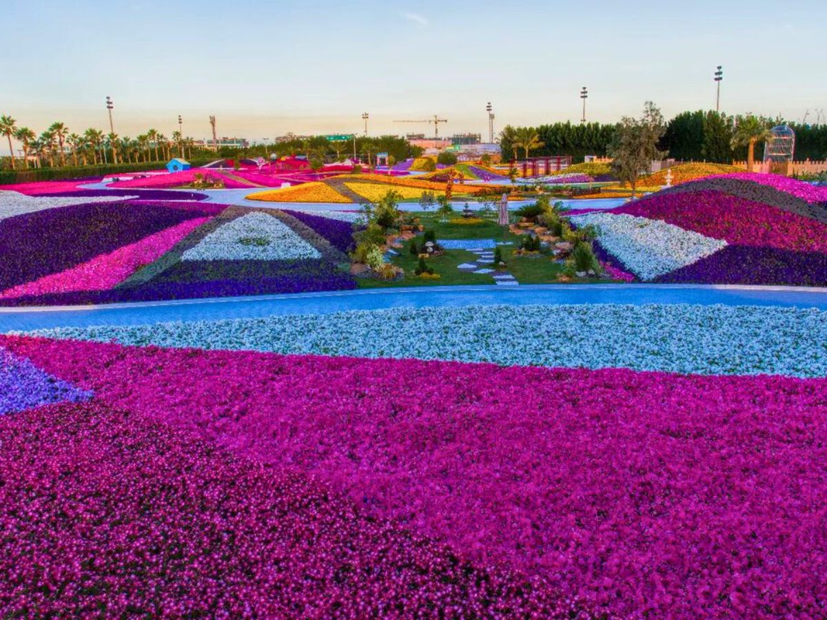 A part of the flower fields at Yanbu Saudi Arabia