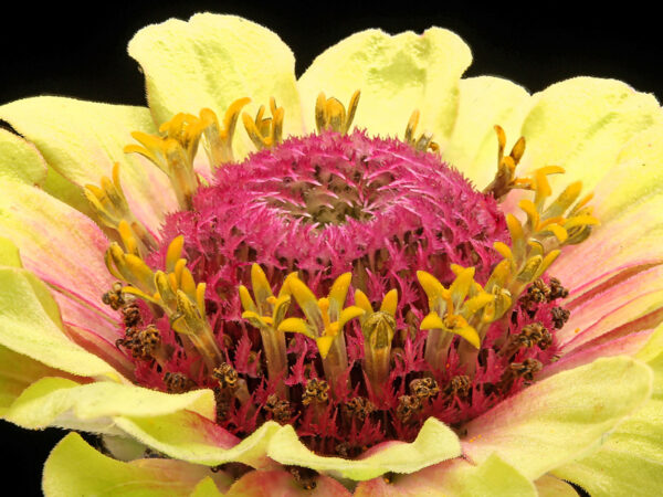 Zinnia Queen Lime with Blush on Thursd