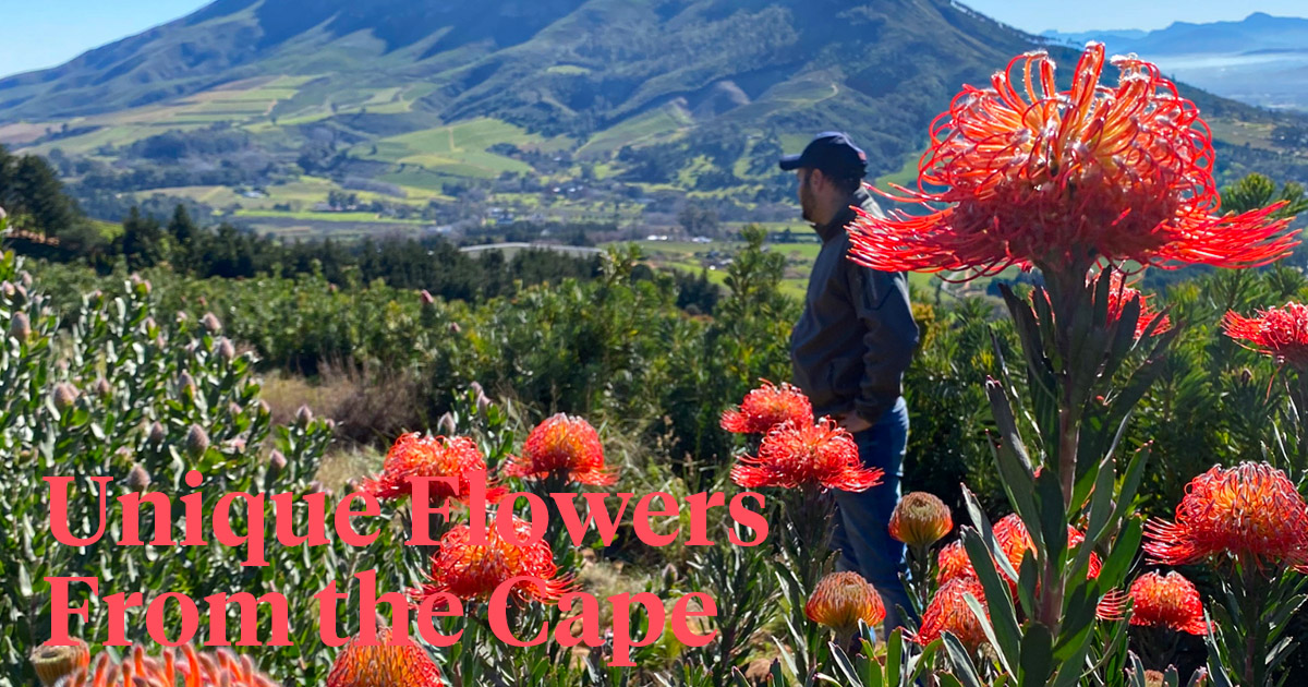 Cape Mountain Flora Supplies South Africa’s Exotic Flowers to Adomex’s OrcaExotics Label
