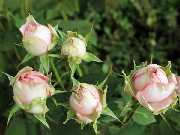 Spray rose Pink Blossom - on Thursd