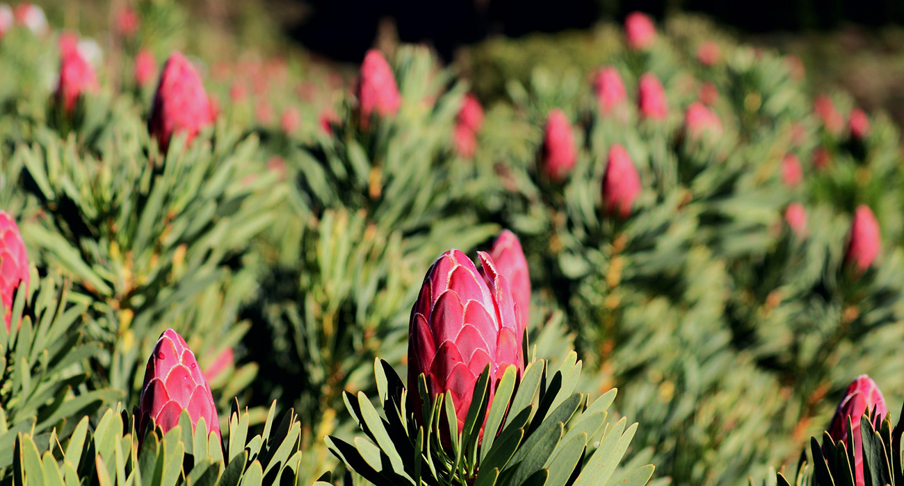 Cape Mountain Flora grower on Thursd header