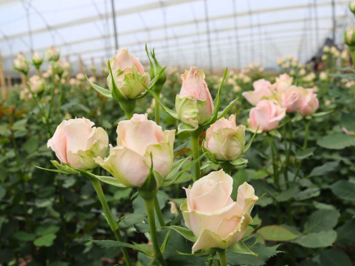 Top quality Ecuadorian roses