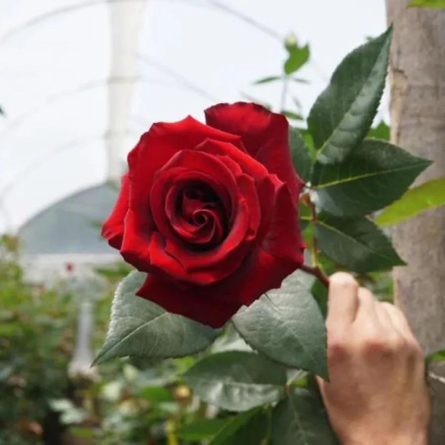 Rosaprima red rose