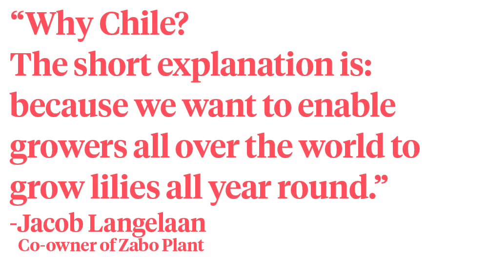Zabo Plant Chile quote