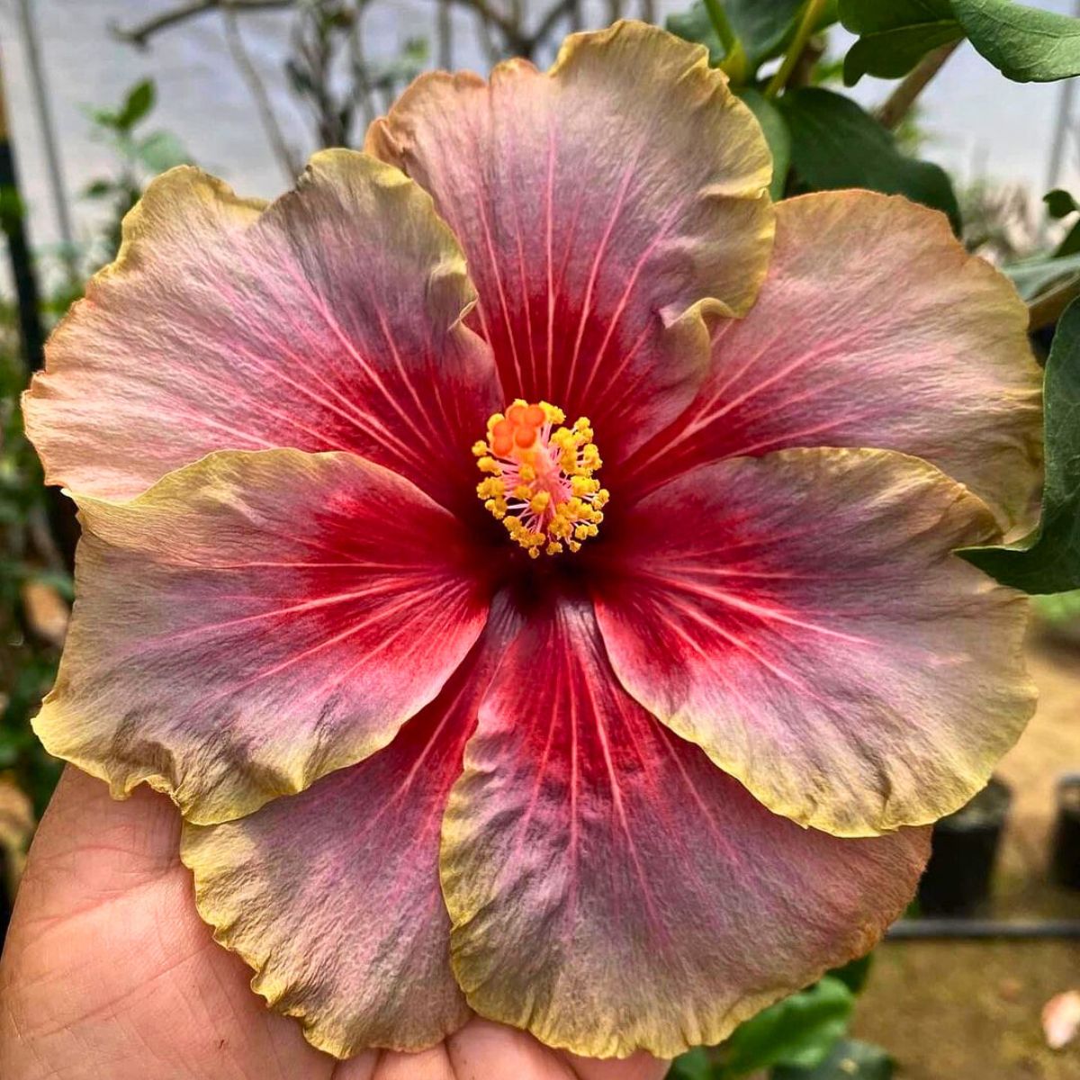 Hawaiian hibiscus flower