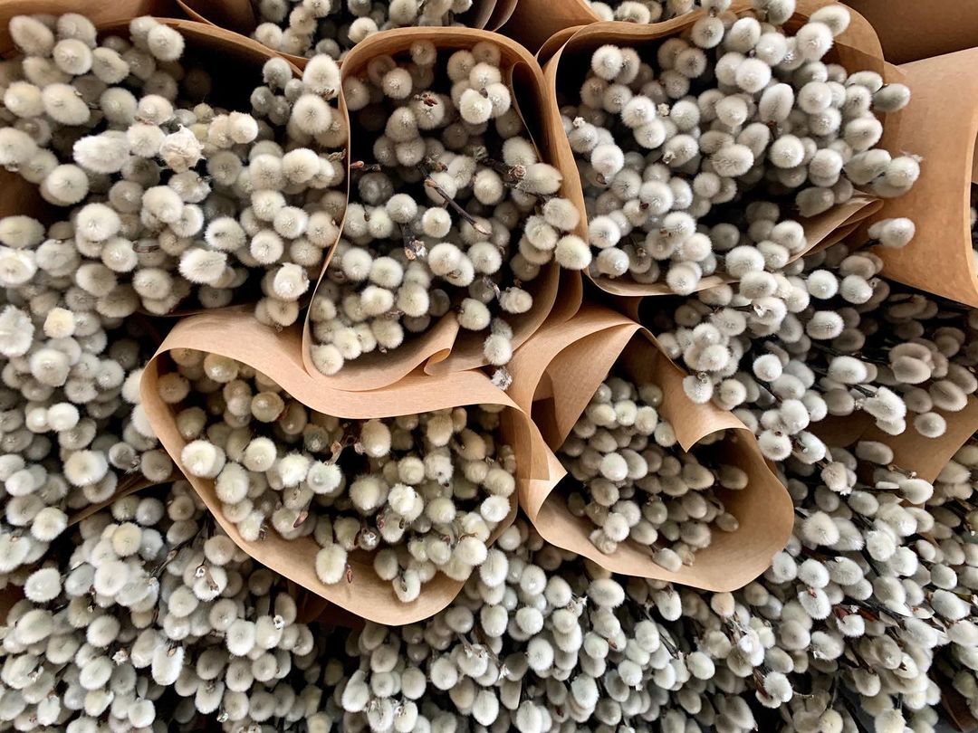 Could Salix Be the Next Addition to Your Floral Arrangements? Dried Salix Zero Waste Flowers