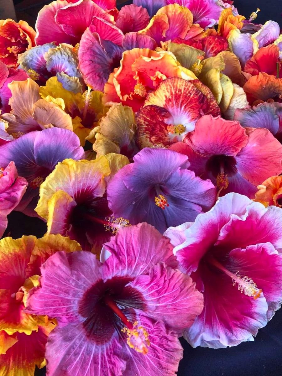 Group of hawaiian colorful hibiscus flowers