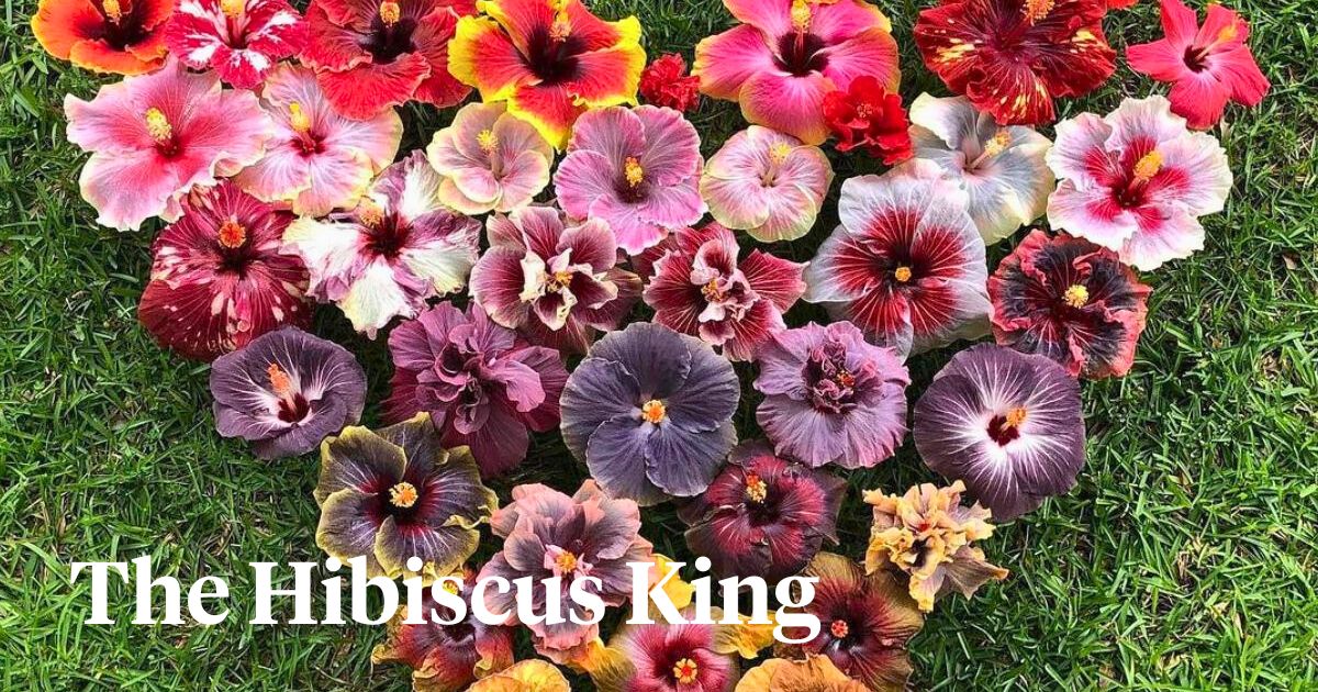Alex John Franco king of hibiscus flowers