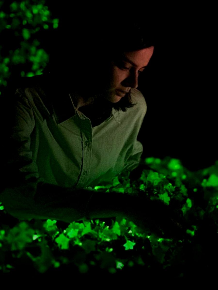Light Bio’s Bioluminescence Firefly Petunias That Glow in the Dark