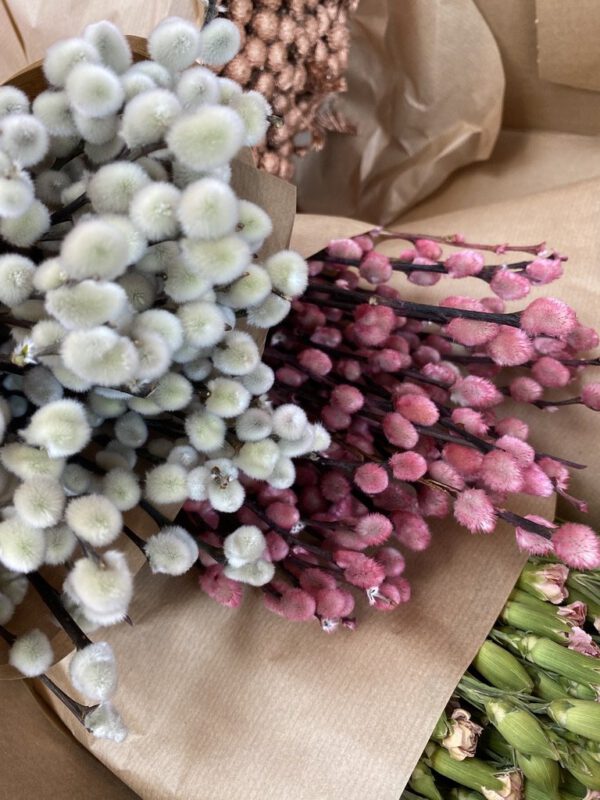 Could Salix Be the Next Addition to Your Floral Arrangements? Colored Salix