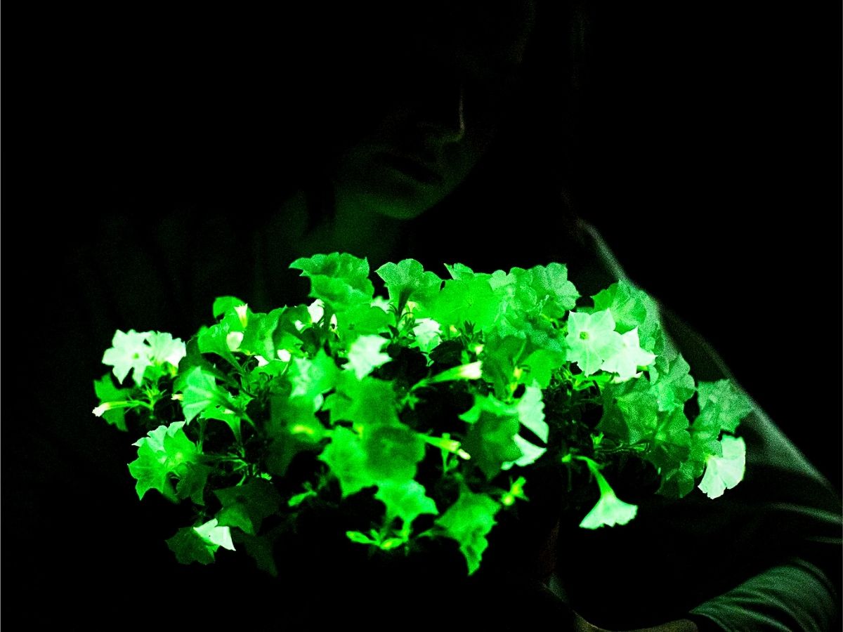 Light Bio’s Bioluminescent Firefly Petunias That Glow in the Dark