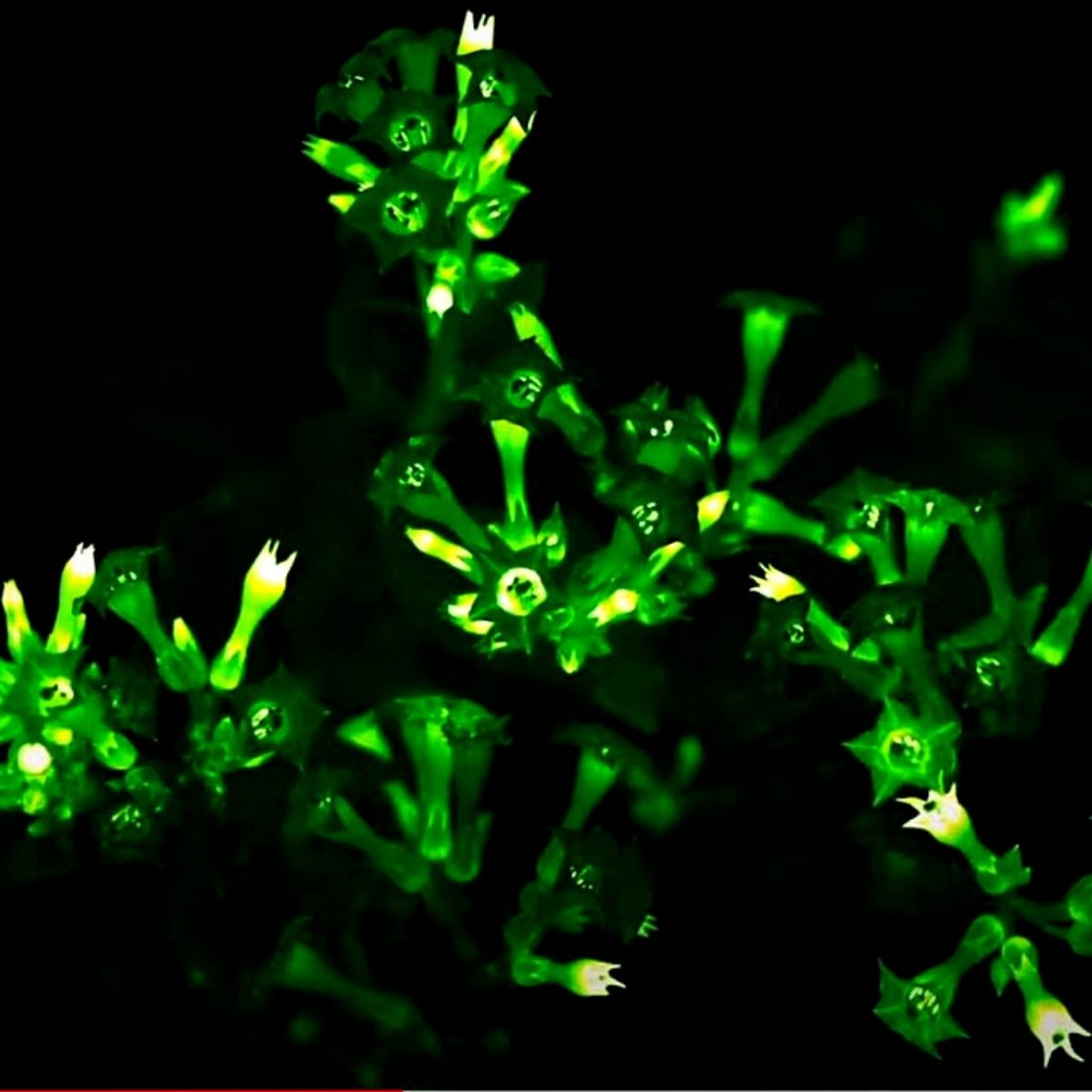 Light Bio’s Bioluminescent Firefly Petunias That Glow in the Dark