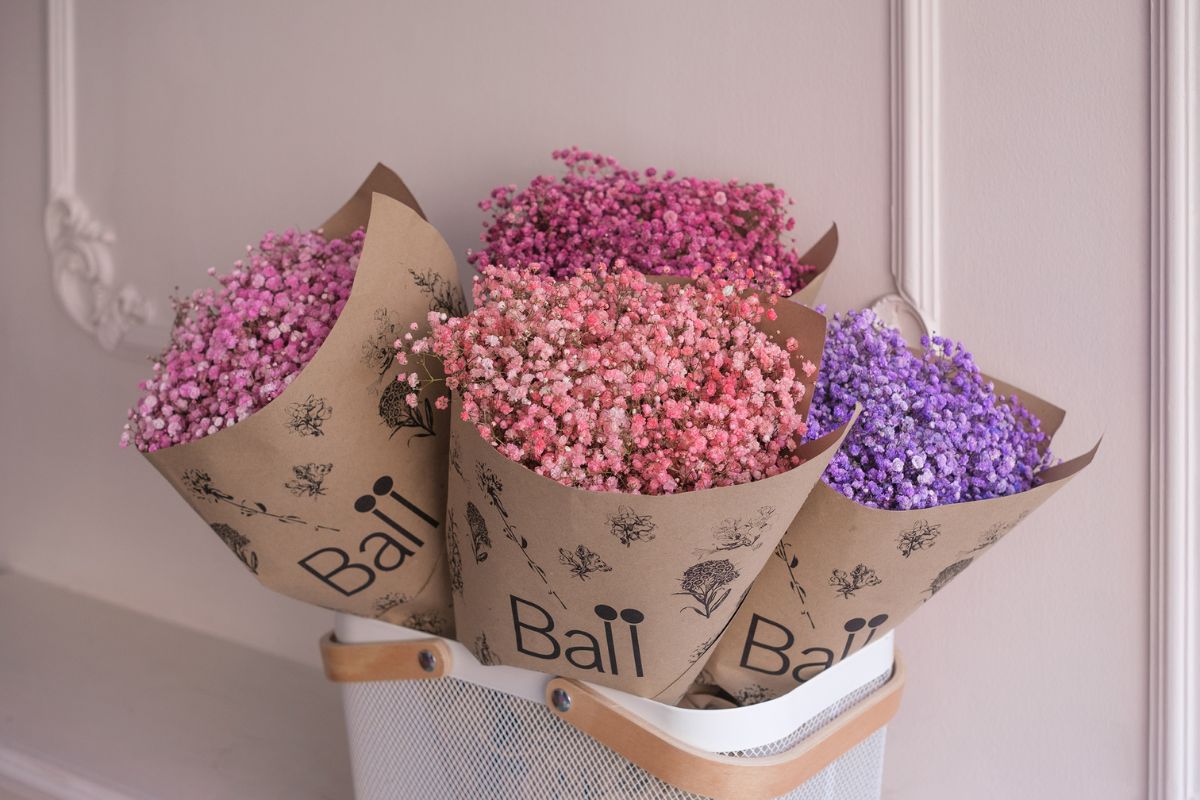 Colored Gypsophila from Ball SB for Valentines Day