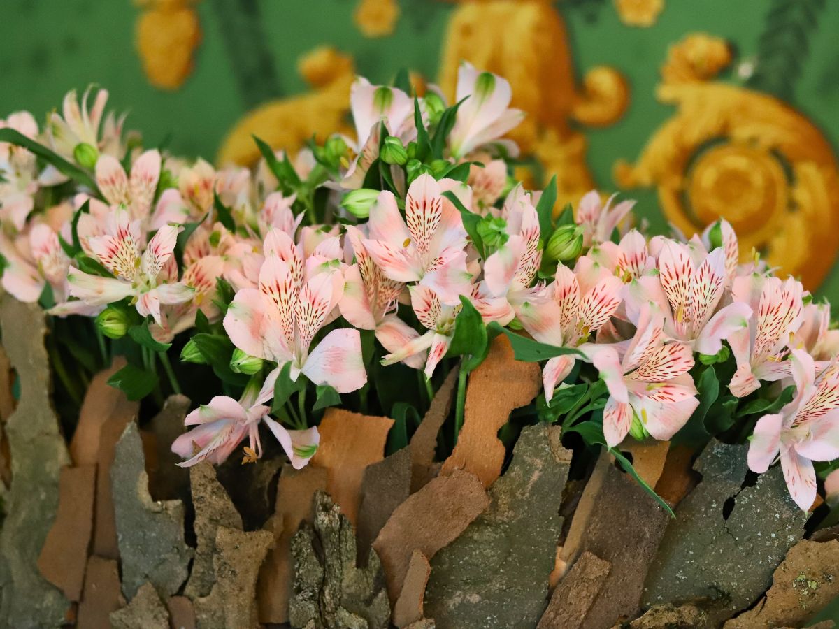 Detail of Alstroemeria Sumatra flowers by Konst