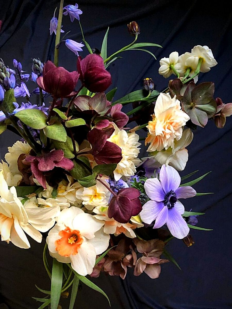 Care and Handling of Hellebore
