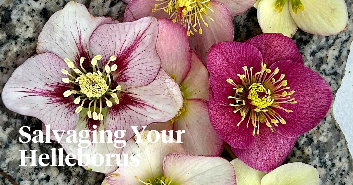 Here’s How to Care for and Handle Helleborus