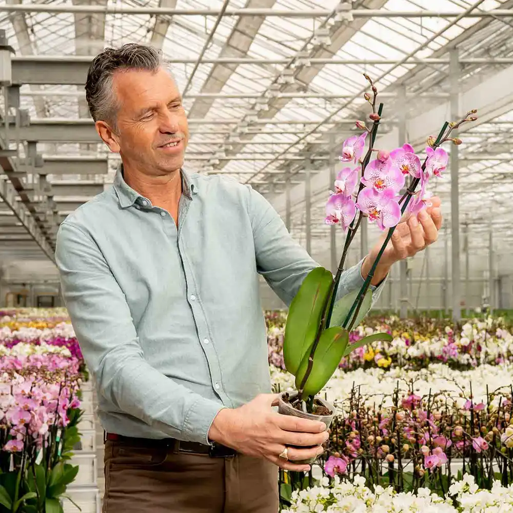 Sion Orchids Grower on Thursd feature