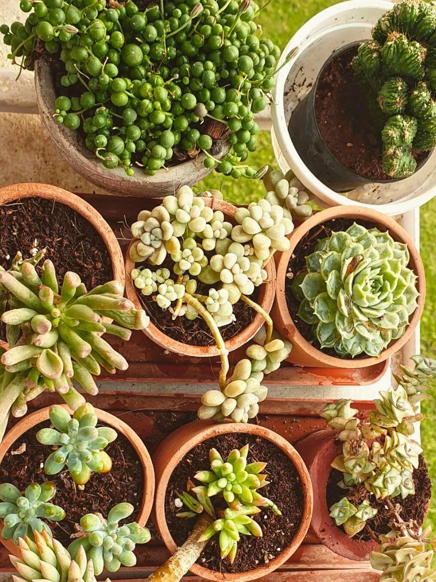 Type of soil applied to succulents is very important for its health