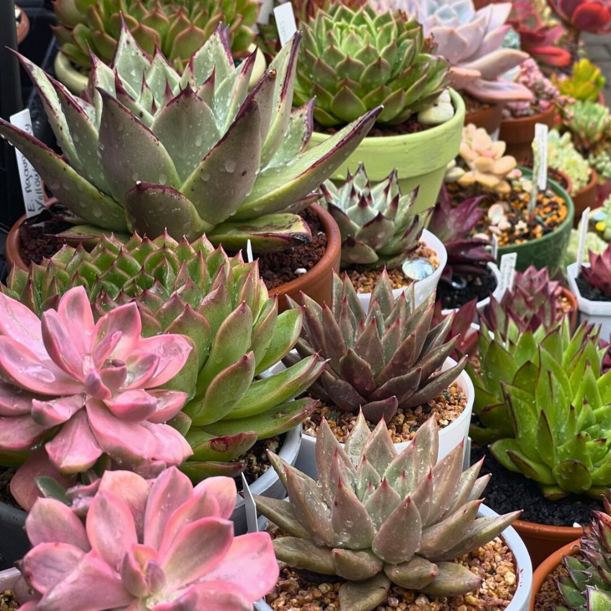 A group of watered succulents