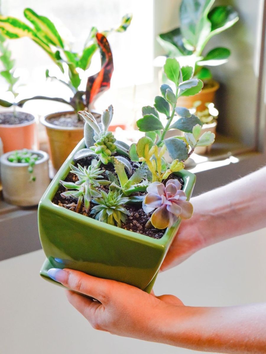 Lighting tips for healthy succulent plant
