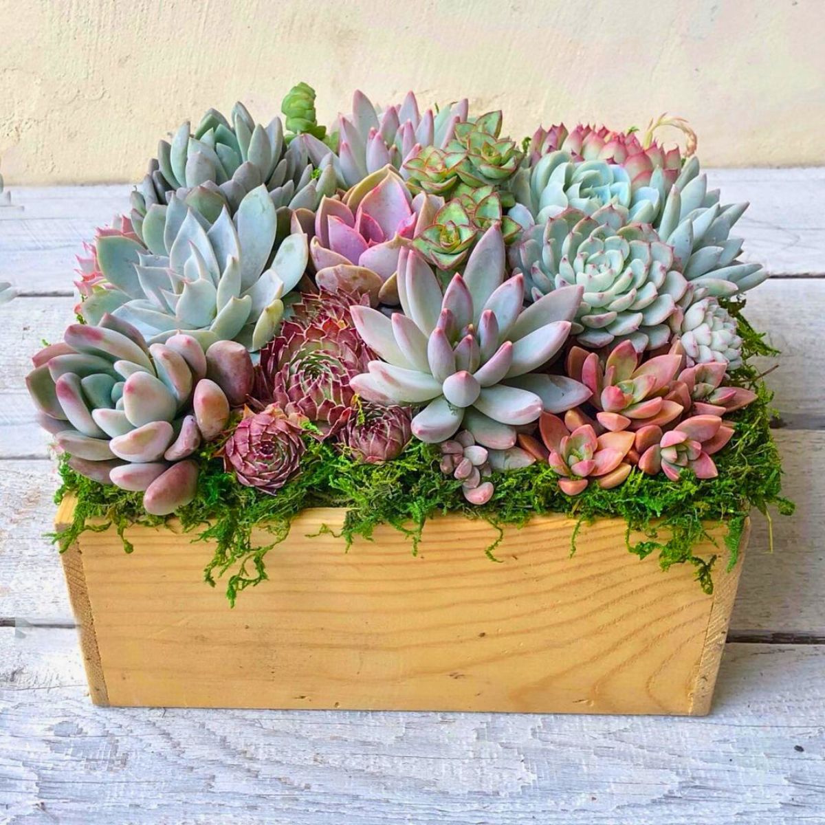 A big box filled with varieties of succulents
