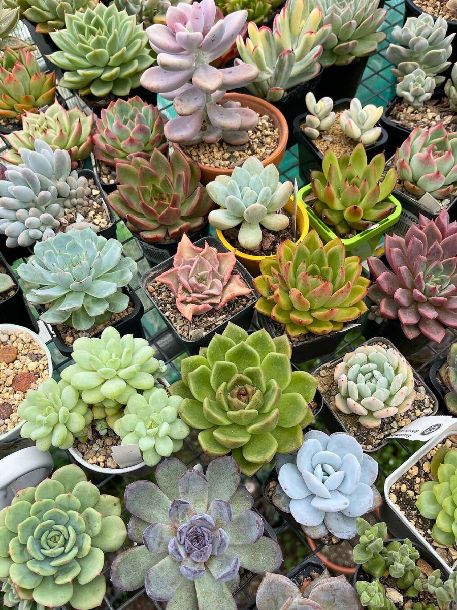 Wide variety of healthy succulents