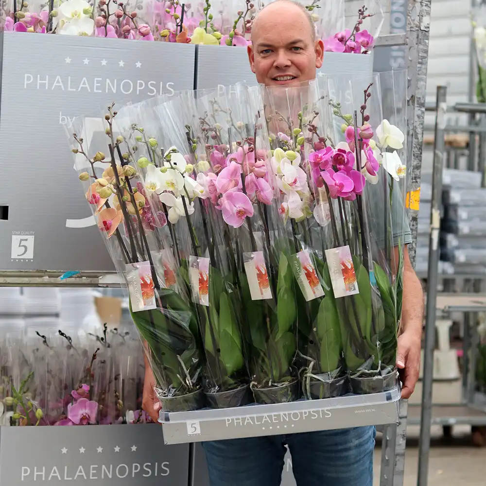 Piet Vijverberg grower on Thursd feature