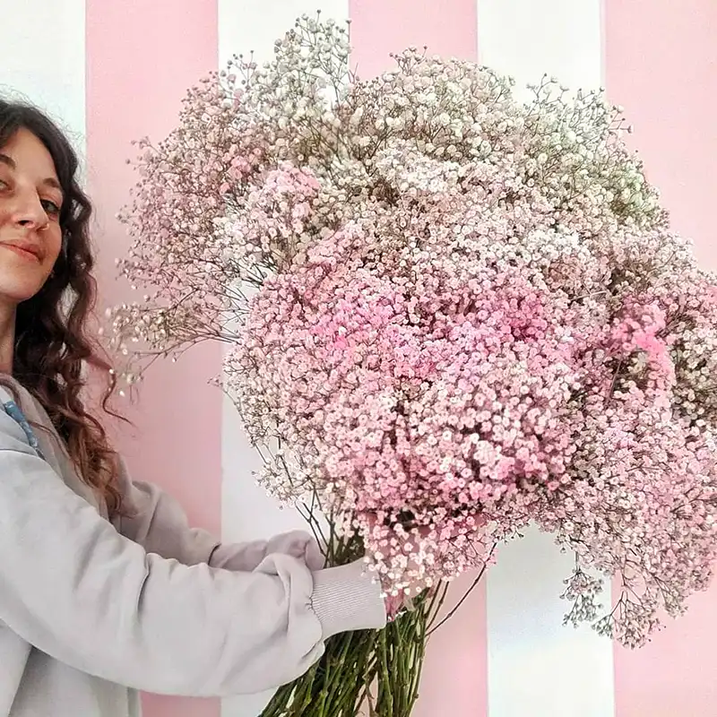 Gypsophila Trendsetting Flower square feature