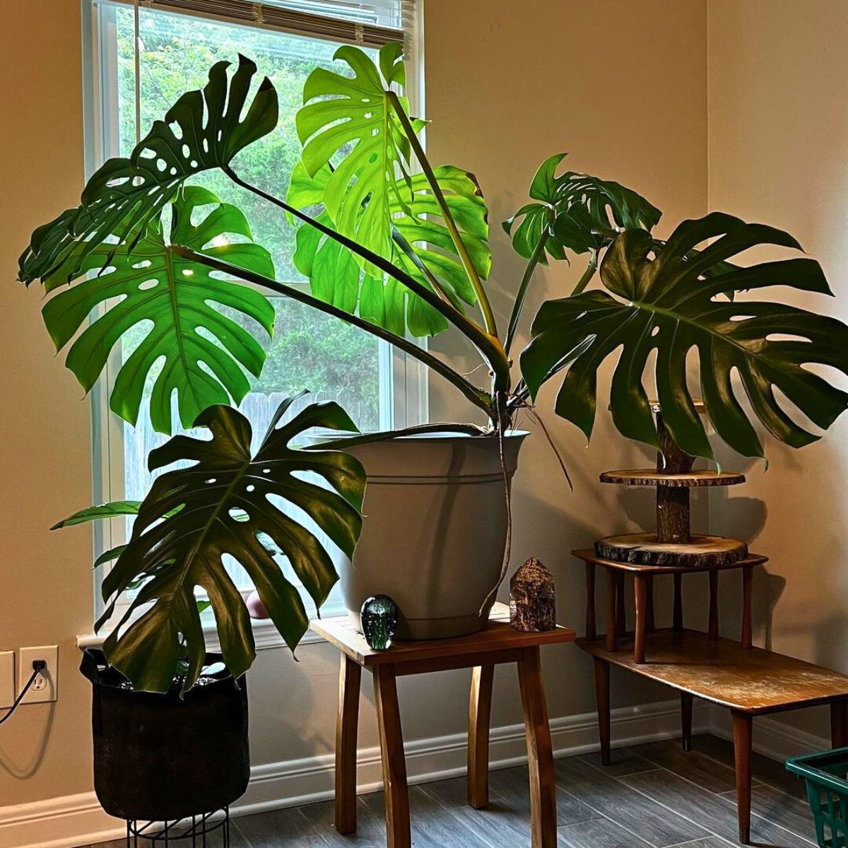 A monstera plant in bright indirect light