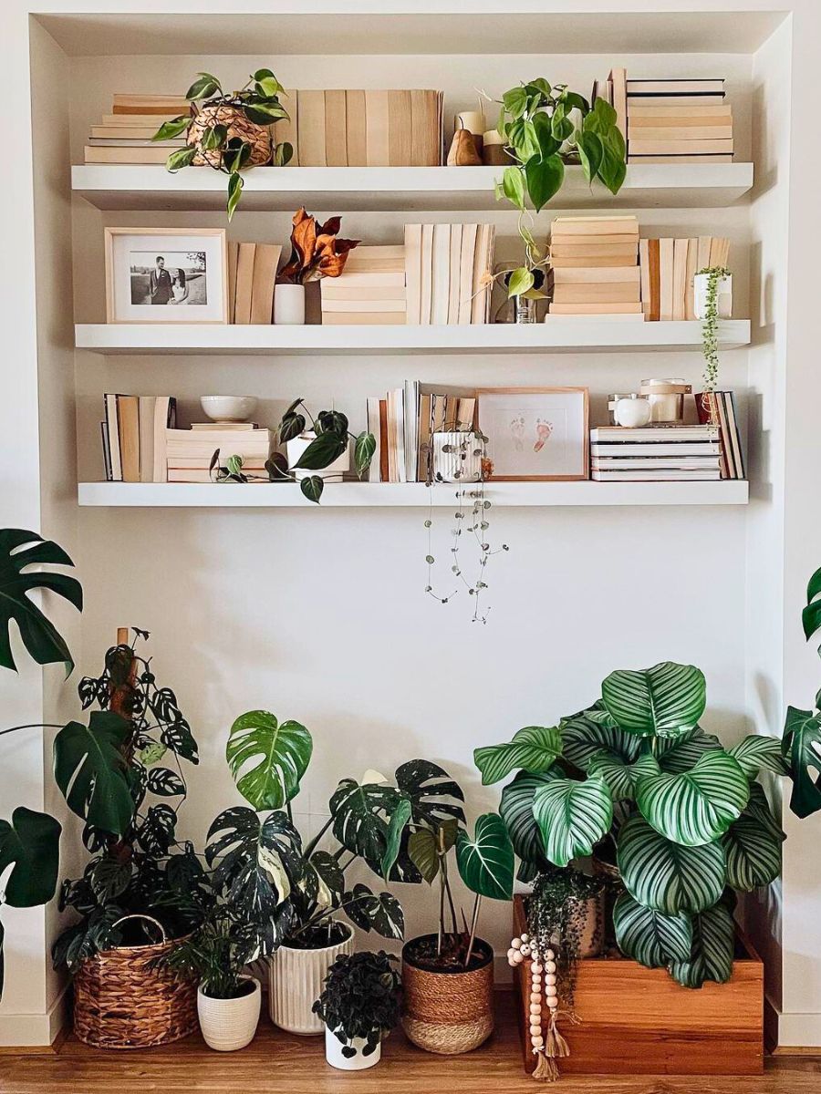 Houseplants adorning an interior spaces with little light