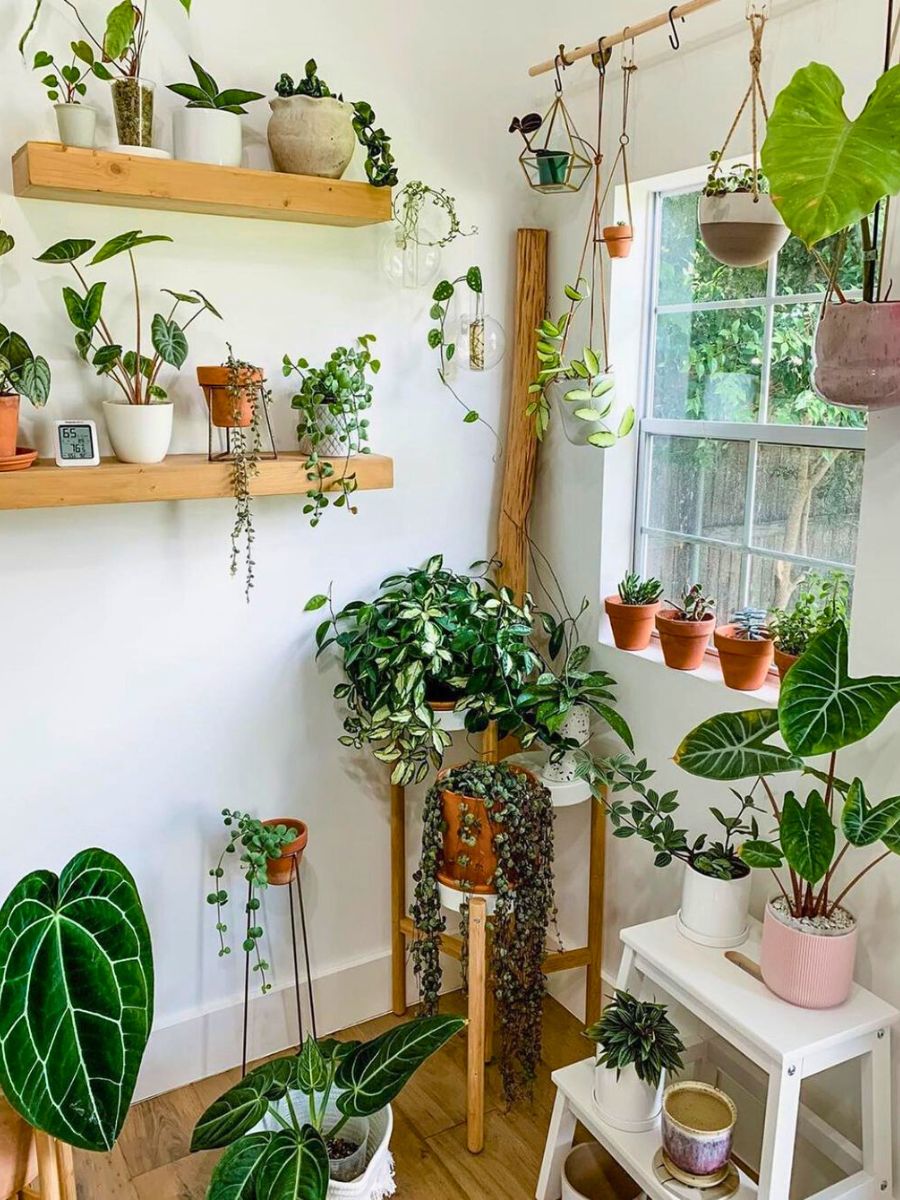 Decorated room with different types of plants