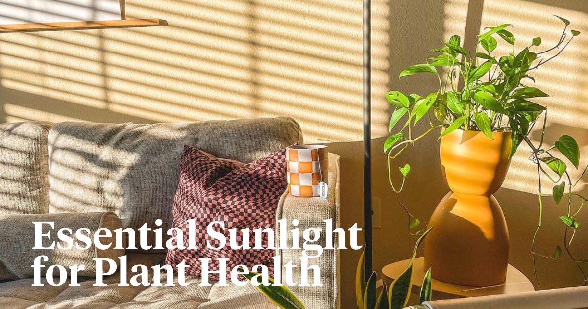 Sunlight levels for optimal plant health