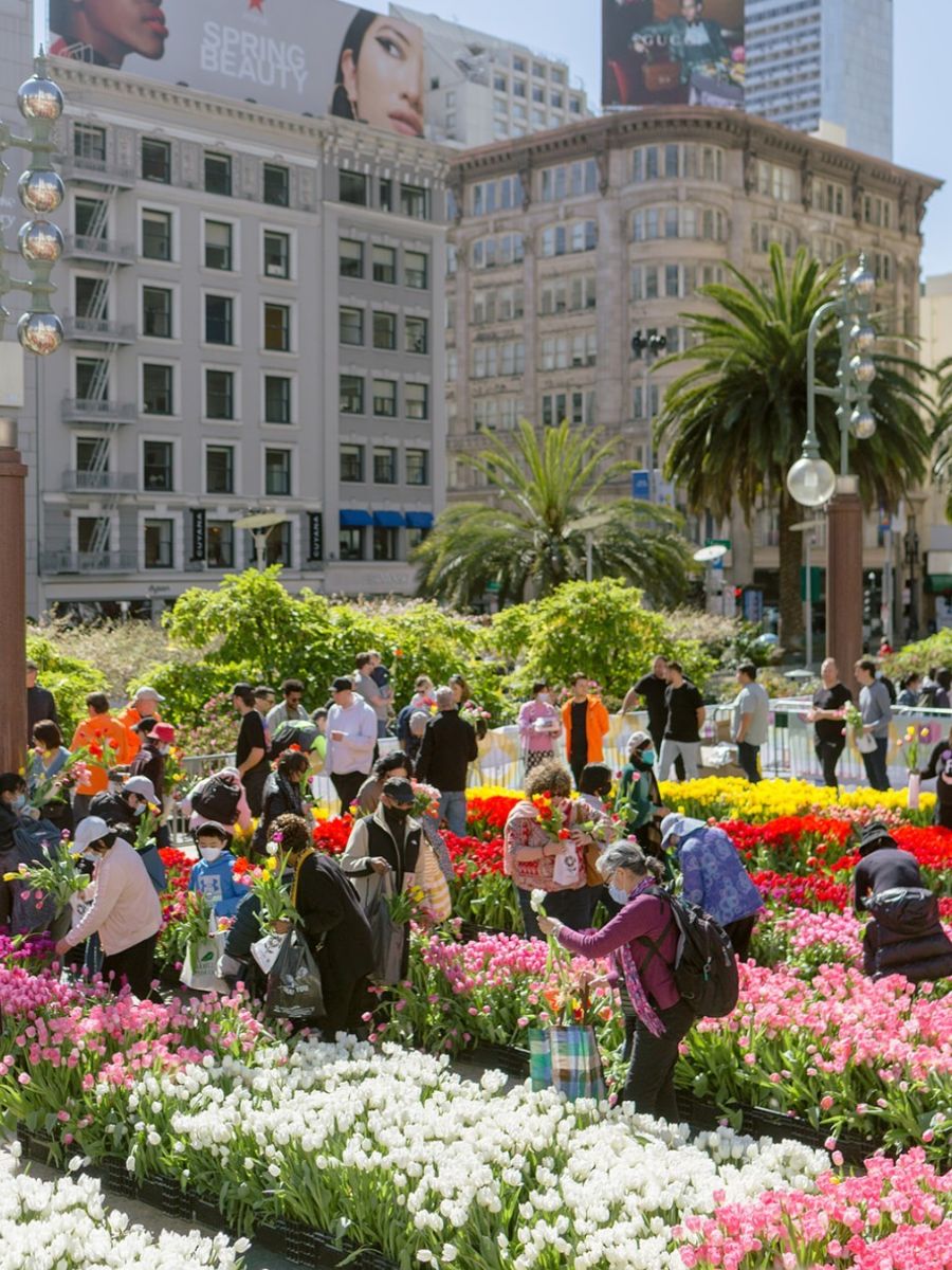 Union Square San Francisco tulip event