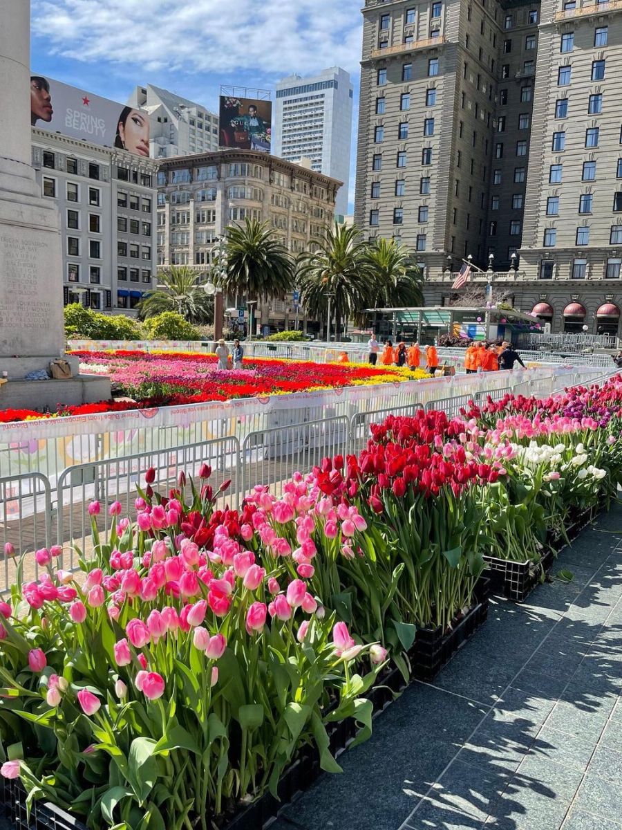 Part of the tulips displayed at Union Square