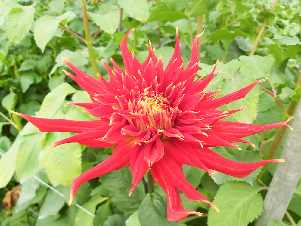 Catch That Summer Heat With the Dahlia 'Fireball' Red dahlia