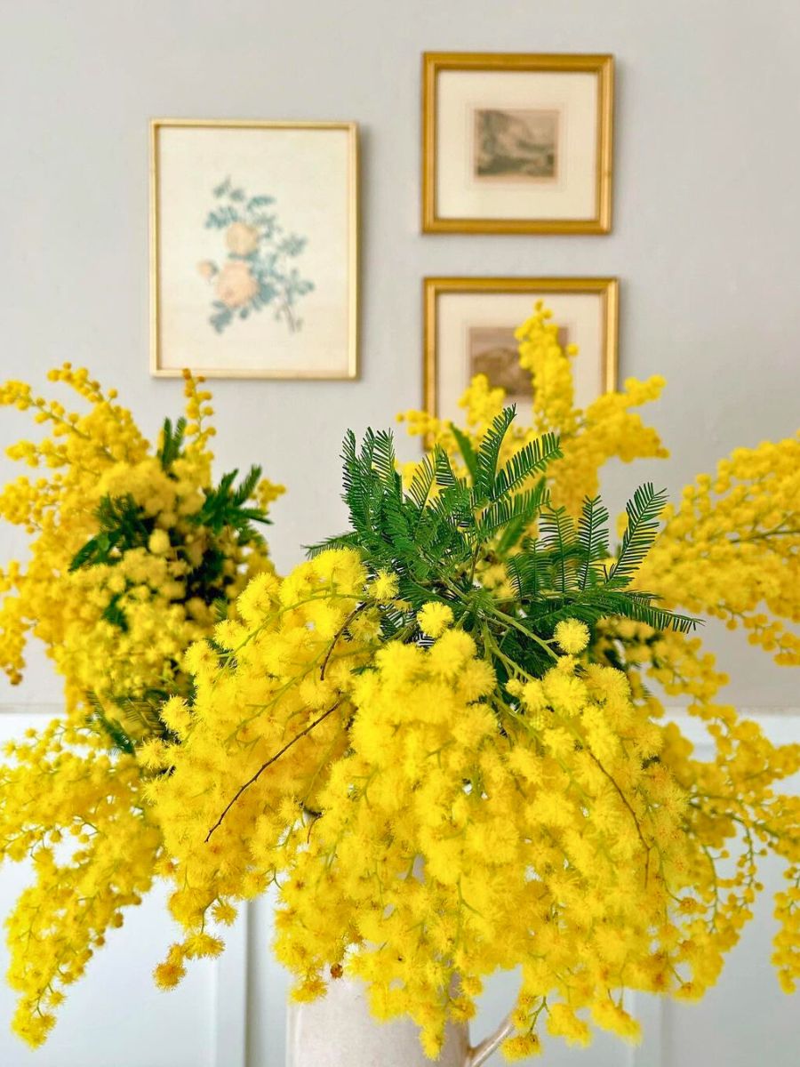 The yellow beauty of mimosa flowers