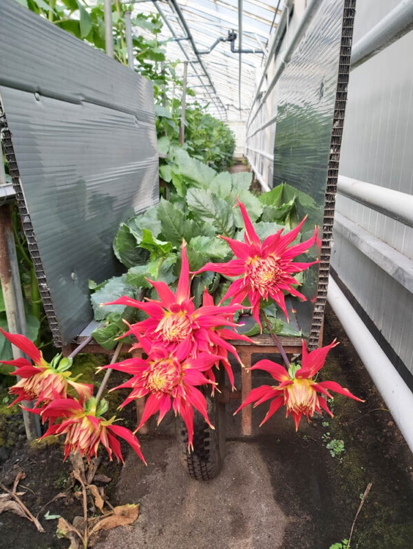 Catch That Summer Heat With the Dahlia 'Fireball' Dahlia greenhouse