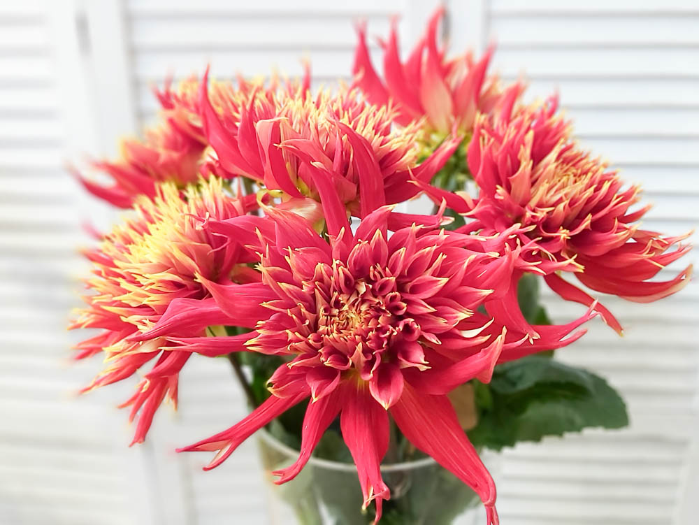 Catch That Summer Heat With the Dahlia 'Fireball' red dahlia