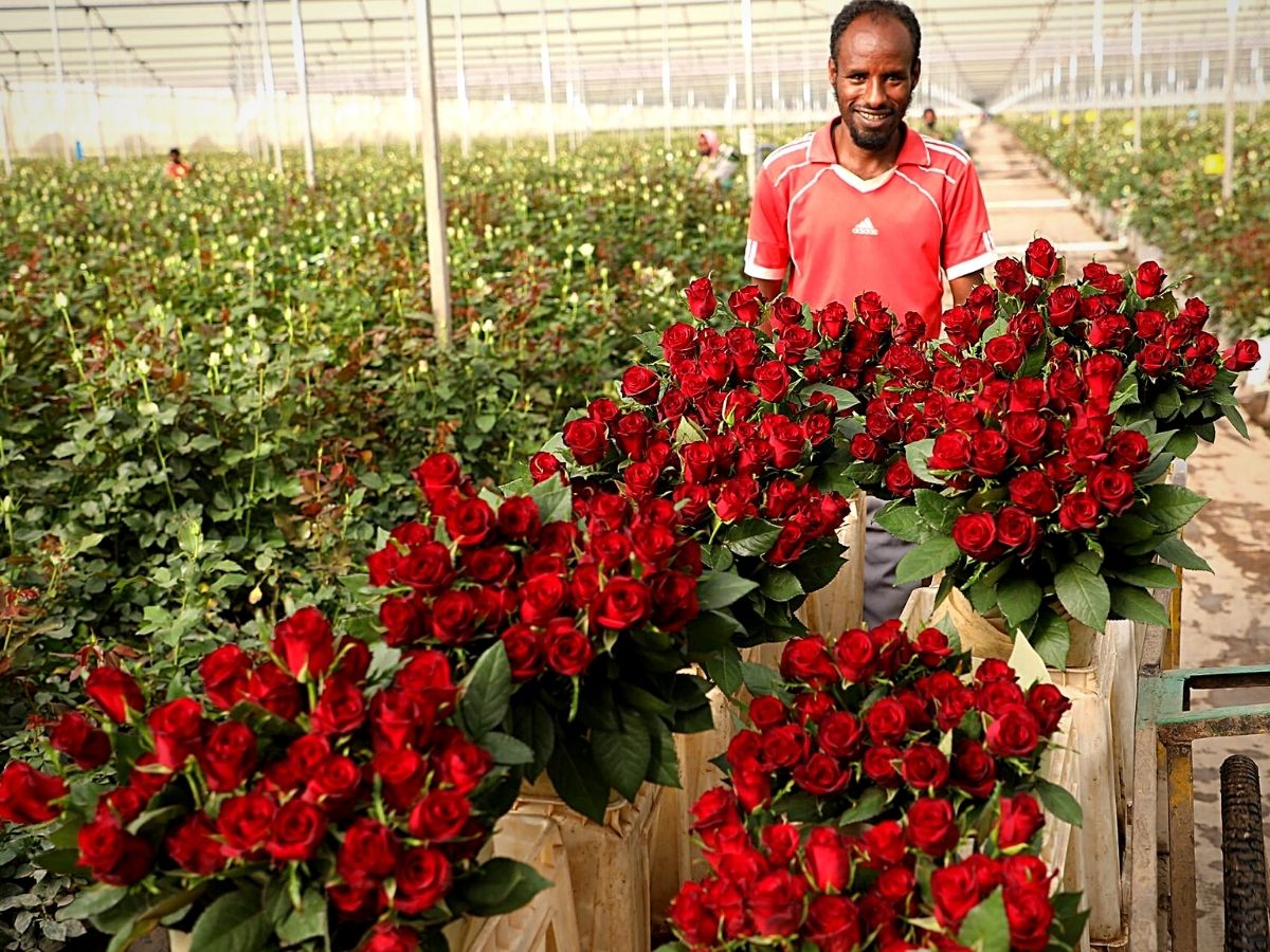Why You Should Not Give Up on African Flowers