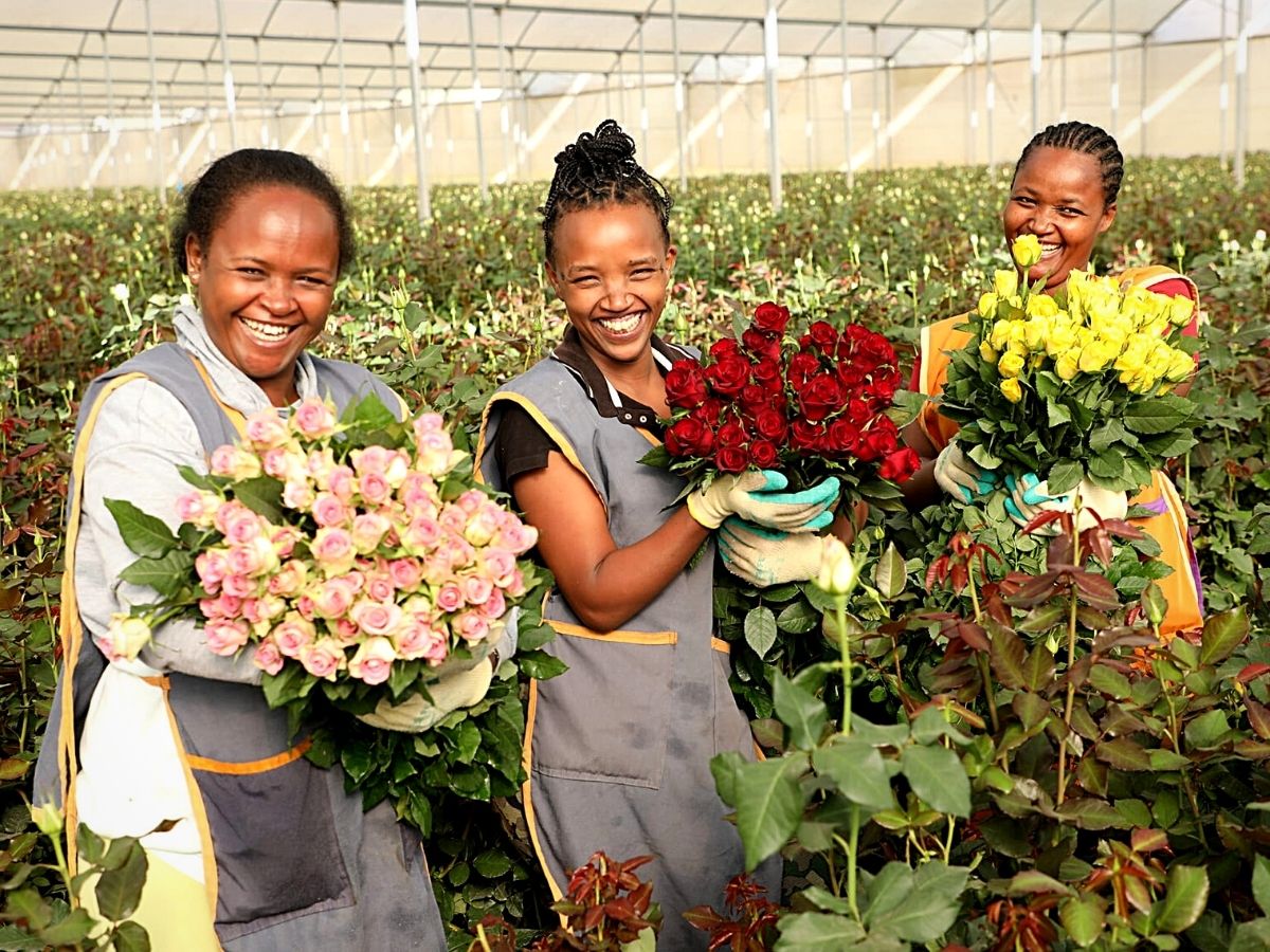 Why You Should Not Give Up on African Flowers