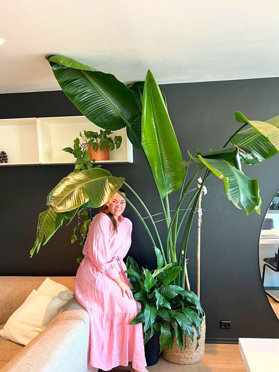 A plant lover with her White Bird of Paradise houseplant