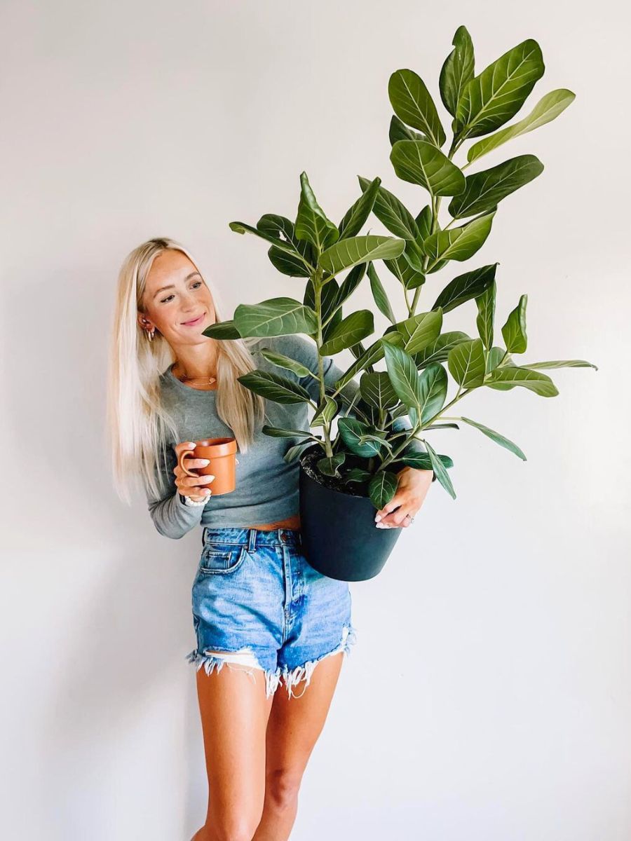 A trending houseplant is the Ficus Audrey