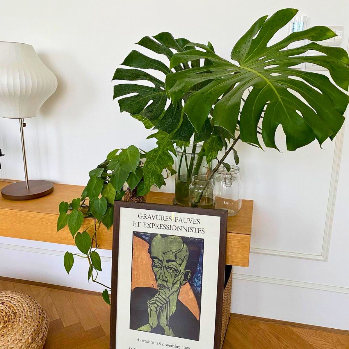 Swiss Cheese plant is the perfect houseplant to decorate spaces