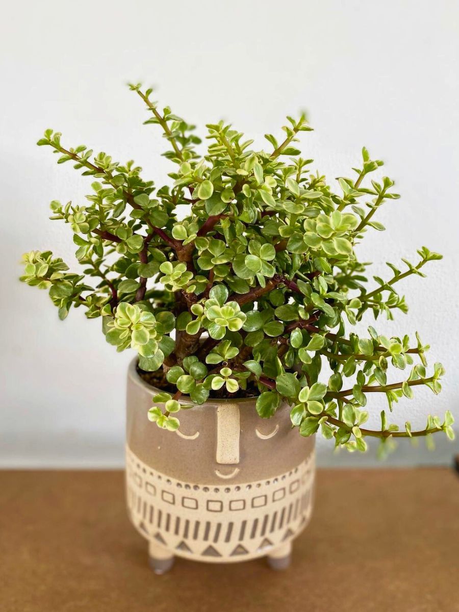 A beautiful jade plant to place in indoor spaces