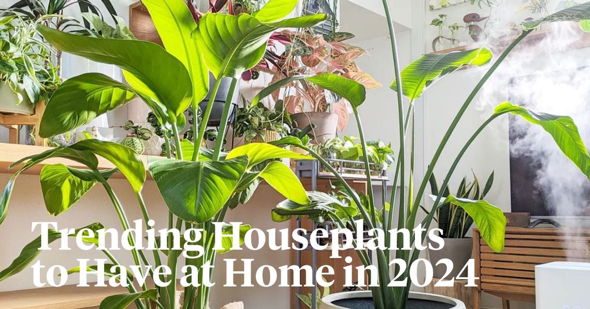Houseplants that are trending in 2024