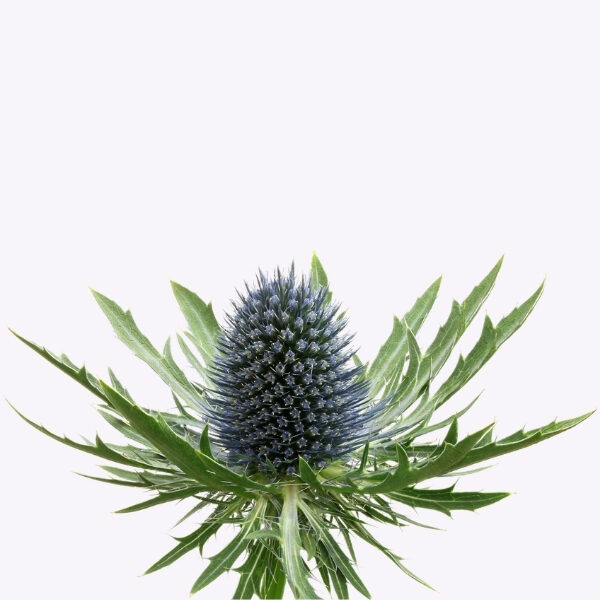 16 Marginpar Originals You Can Stock up on Right Now Eryngium Aquarius Questar®