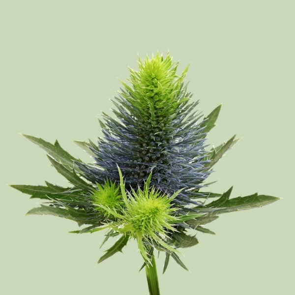 16 Marginpar Originals You Can Stock up on Right Now Eryngium Supernova Questar®